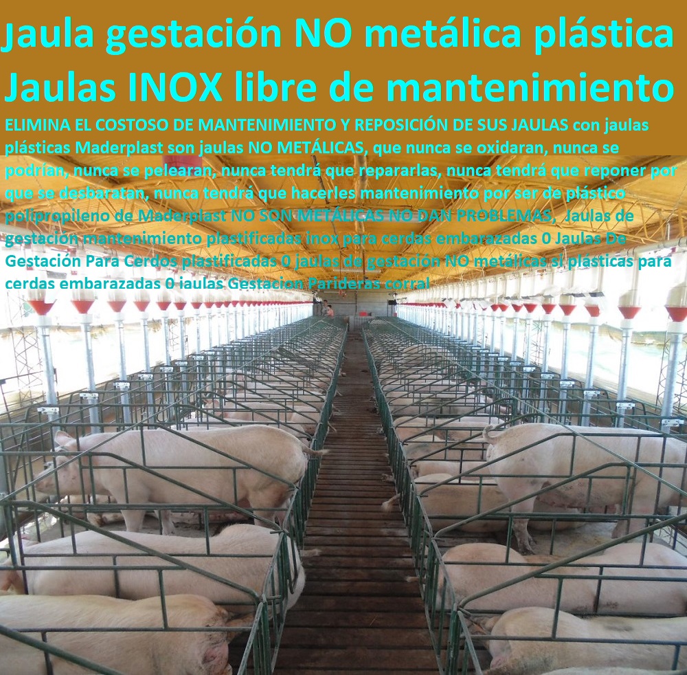 Jaulas de gestación mantenimiento plastificadas inox para cerdas embarazadas 0 Jaulas De Gestación Para Cerdos plastificadas 0 jaulas de gestación NO metálicas si plásticas para cerdas embarazadas 0 jaulas Gestacion Parideras corral Jaulas de gestación porcicultura jaulas, corrales, parideras, porcinas corral, gestación cerdas, parto cerda, lechonera, destete, jaula pre ceba porcinos, corraleja, ceba, engorde cerdos, porqueriza cría de lechones, pisos jaulas comederos, mantenimiento plastificadas inox para cerdas embarazadas 0 Jaulas De Gestación Para Cerdos plastificadas 0 jaulas de gestación NO metálicas si plásticas para cerdas embarazadas 0 jaulas Gestacion Parideras corral